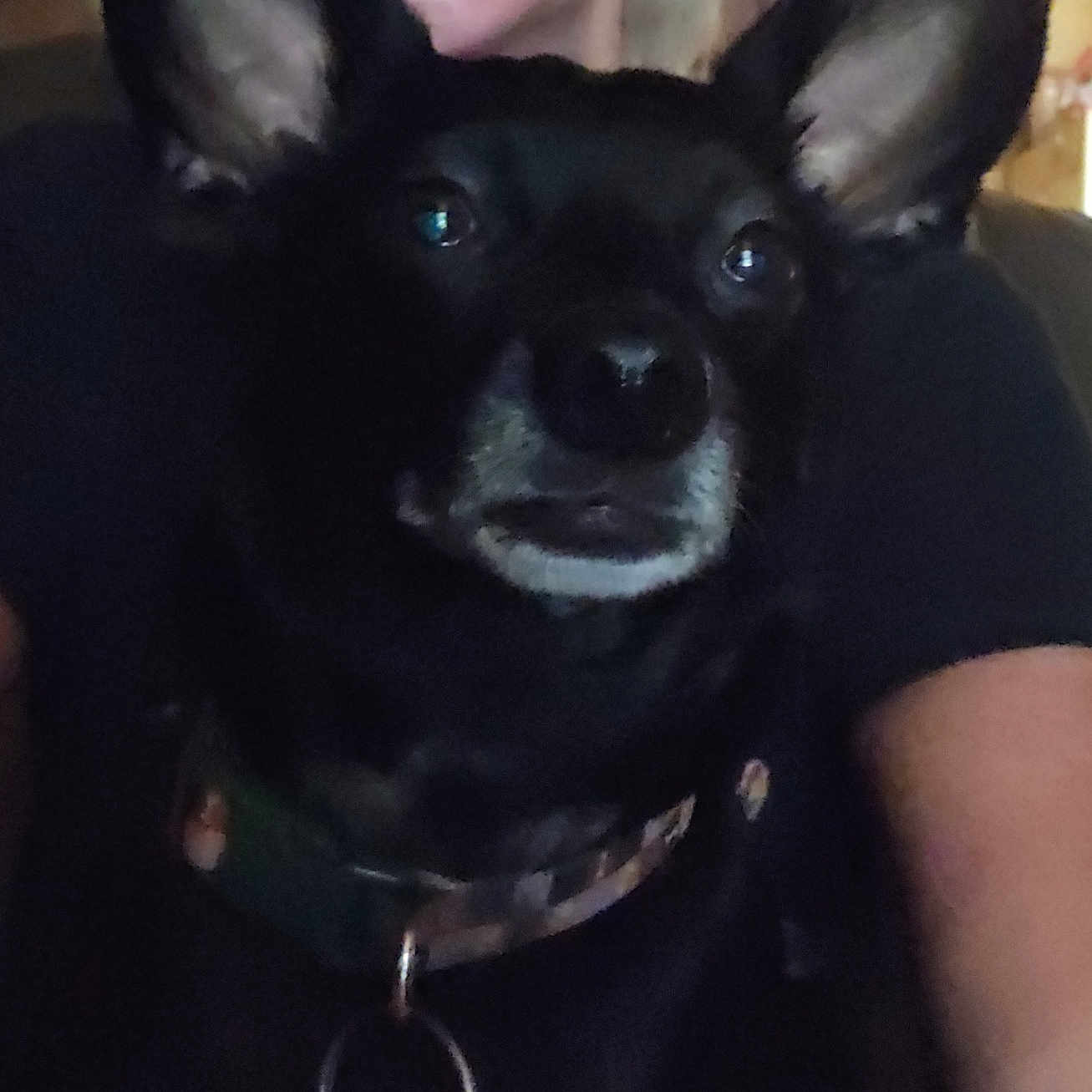 Toby