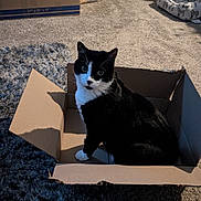 Lil Boy is registered to the contest to win money with this photo: animal, black_and_white_cat, box, cardboard_box, carpet, cat, cozy, curious, cute, domestic_cat, ears, floor, furniture, home, indoor, looking, pet_bed, sitting, tuxedo_cat, whiskers