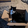 animal, black_and_white_cat, box, cardboard_box, carpet, cat, cozy, curious, cute, domestic_cat, ears, floor, furniture, home, indoor, looking, pet_bed, sitting, tuxedo_cat, whiskers