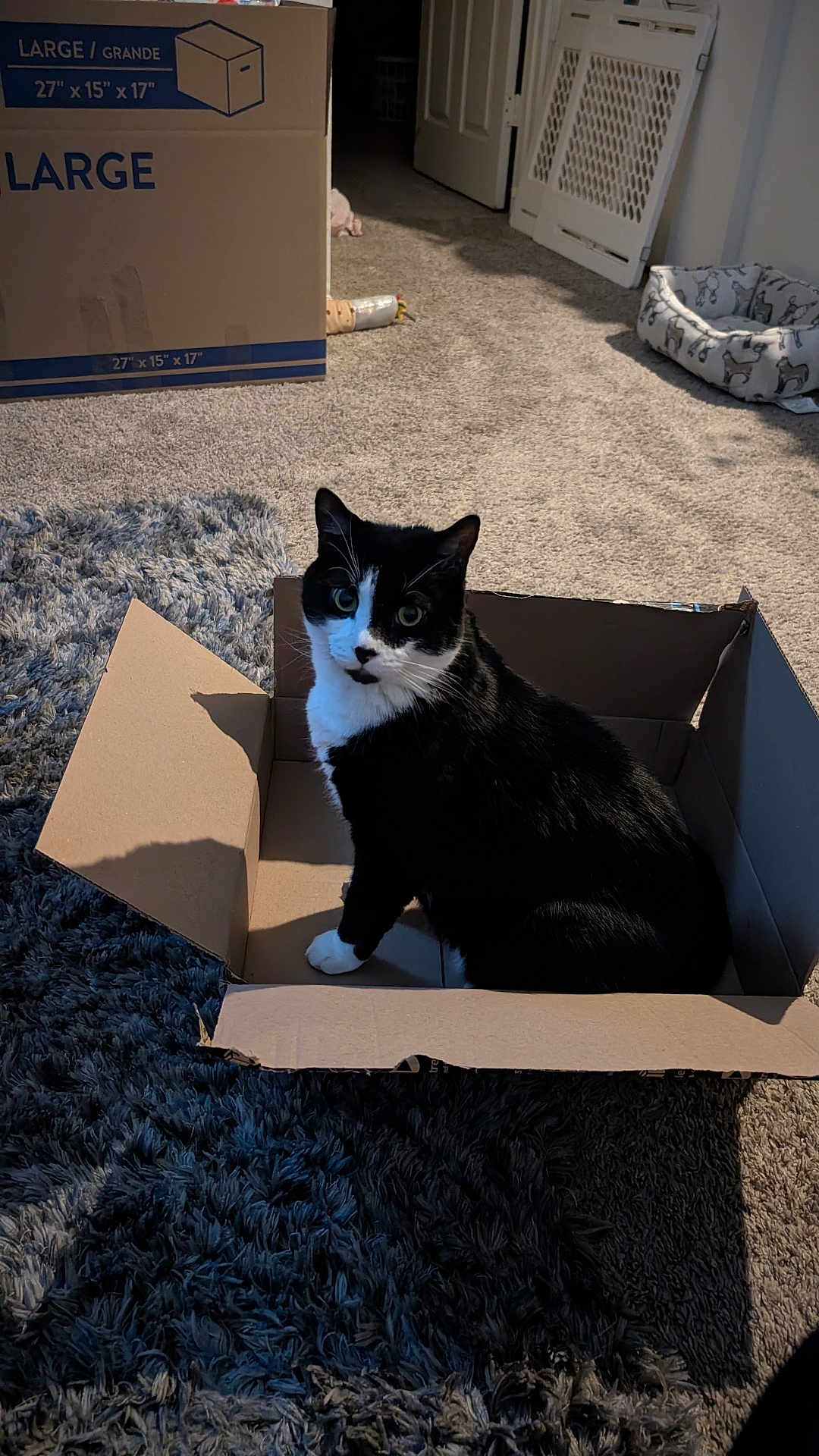Lil Boy is registered to the contest to win money with this photo: animal, black_and_white_cat, box, cardboard_box, carpet, cat, cozy, curious, cute, domestic_cat, ears, floor, furniture, home, indoor, looking, pet_bed, sitting, tuxedo_cat, whiskers
