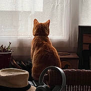 Django a rejoint le concours — aidez-le/la à gagner de superbes lots ! back_view, cat, curtains, daylight, domestic, furniture, ginger_cat, hat, headphones, home, indoor, natural_light, pet, plant_pot, quiet, relaxing, still_life, table, wicker_chair, window