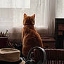 back_view, cat, curtains, daylight, domestic, furniture, ginger_cat, hat, headphones, home, indoor, natural_light, pet, plant_pot, quiet, relaxing, still_life, table, wicker_chair, window