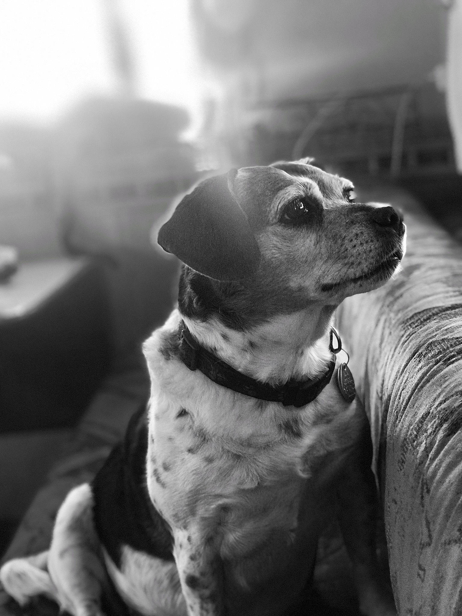 Blanche is registered to the contest to win money with this photo: black_and_white, canidae, carnivore, dog, dog_breed, ear, monochrome, monochrome_photography, nose, puppy, smile, snout, style, whiskers