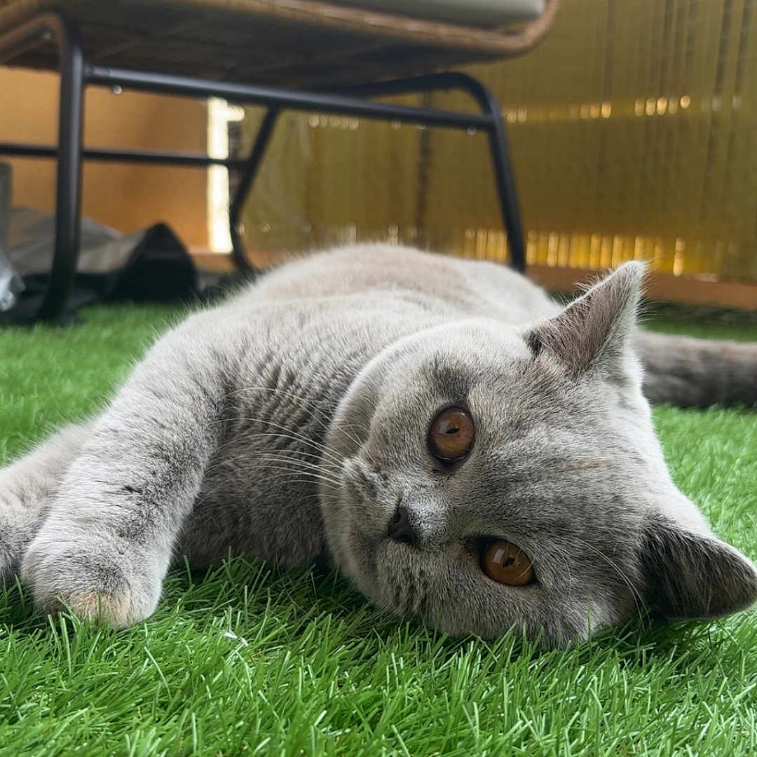 Ayla a rejoint le concours — aidez-le/la à gagner de superbes lots ! animal, artificial_grass, cat, close_up, ears, eyes, feline, fur, furniture, grass, gray_cat, home_decor, lying_down, outdoor, patio, pet, playful, portrait, relaxed, wicker_chair
