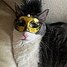 Skye joined the competition — help win amazing prizes! cat, black_and_white, fluffy, masquerade_mask, gold_mask, pet, animal, whiskers, pink_nose, green_eyes, long_hair, portrait, close_up, indoors, couch, fabric, seated, furry, costume, funny