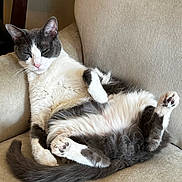 Skye joined the competition — help win amazing prizes! cat, tuxedo_cat, pet, animal, couch, indoors, sleepy, relaxed, upside_down, paw, toe_beans, whiskers, pink_nose, black_and_white, fur, tail, sitting, lounging, portrait, funny