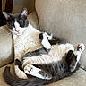 cat, tuxedo_cat, pet, animal, couch, indoors, sleepy, relaxed, upside_down, paw, toe_beans, whiskers, pink_nose, black_and_white, fur, tail, sitting, lounging, portrait, funny