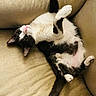 Skye joined the competition — help win amazing prizes! cat, black_and_white, pet, animal, feline, couch, indoors, upside_down, belly_up, paws, whiskers, pink_nose, green_eyes, fur, relaxed, playful, funny, portrait, soft_furnishings, home