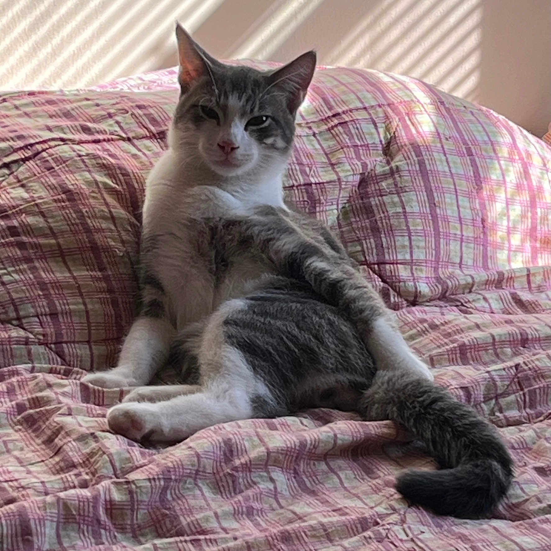 Homer