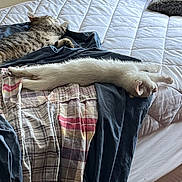 Homer joined the competition — help win amazing prizes! cat, cats, sleeping, relaxed, stretched, tabby, white_cat, bed, bedroom, blanket, quilt, pillows, clothing, fabric, indoor, home, resting, cozy, nap, pet