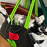 Homer joined the competition — help win amazing prizes! cat, cats, kitten, pet, animal, black_and_white, gray_and_white, green_bag_handles, shopping_bag, fabric_bag, indoors, wooden_floor, upside_down, lying_down, wide_eyes, pink_nose, whiskers, fur, playful, portrait