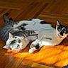 Homer is registered to the contest to win money with this photo: cat, cats, kitten, black_and_white_cat, gray_cat, white_cat, lying_down, playful, relaxed, sunlight, hardwood_floor, indoor, pet, animal, whiskers, ears, eyes, sprawled, domestic_cat, portrait