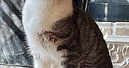 Homer is registered to the contest to win money with this photo: cat, gray_cat, white_cat, pet, animal, feline, sitting, upright, portrait, whiskers, ears, eyes, pink_nose, fur, indoor, fireplace, furniture, home, closeup, alert