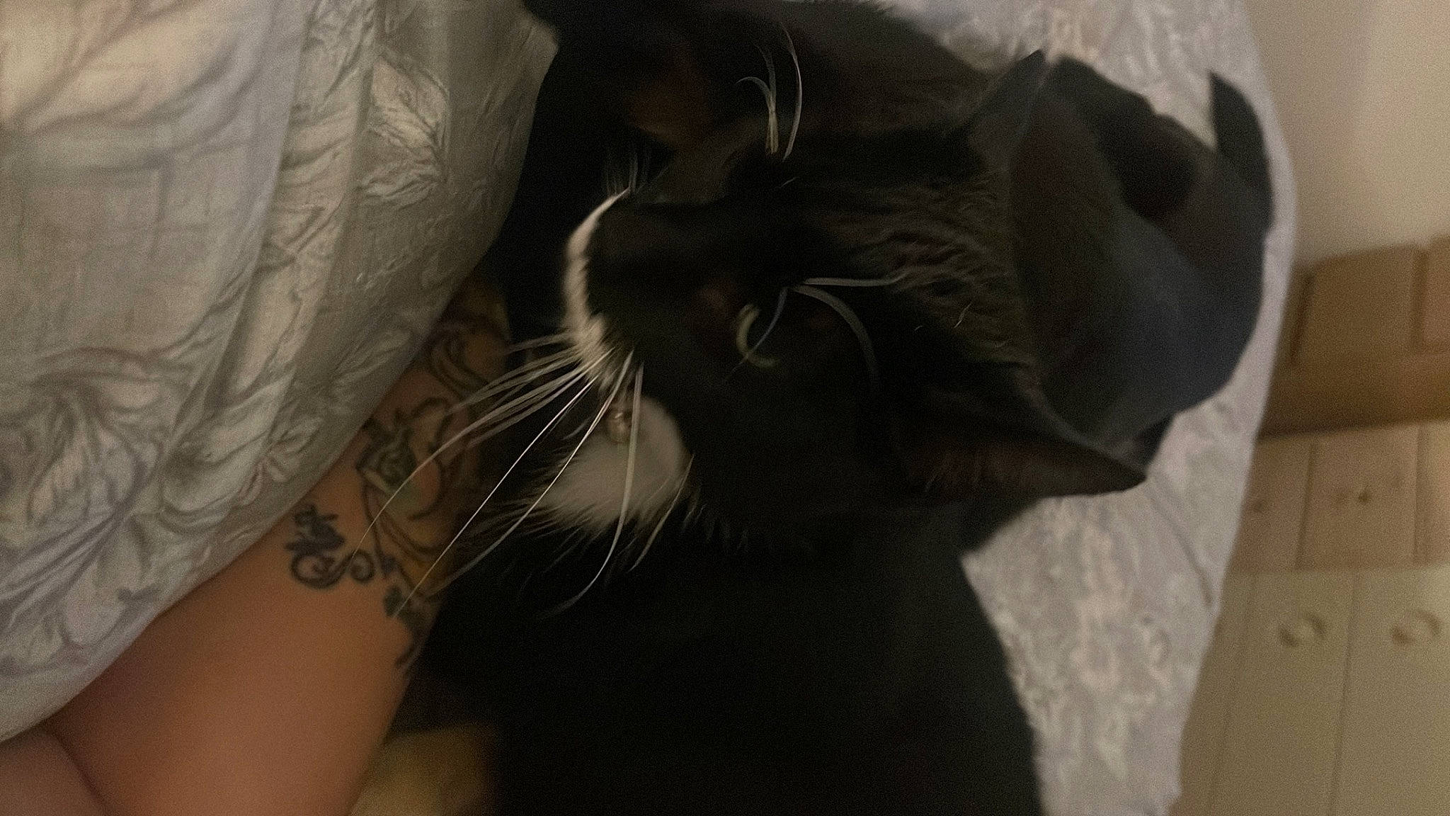 Ernie joined the competition — help win amazing prizes! arm, black_cat, carnivore, cat, chest, comfort, domestic_short_haired_cat, elbow, felidae, fur, gesture, hand, human_leg, sleeve, small_to_medium_sized_cats, snout, tail, temporary_tattoo, whiskers, wrist