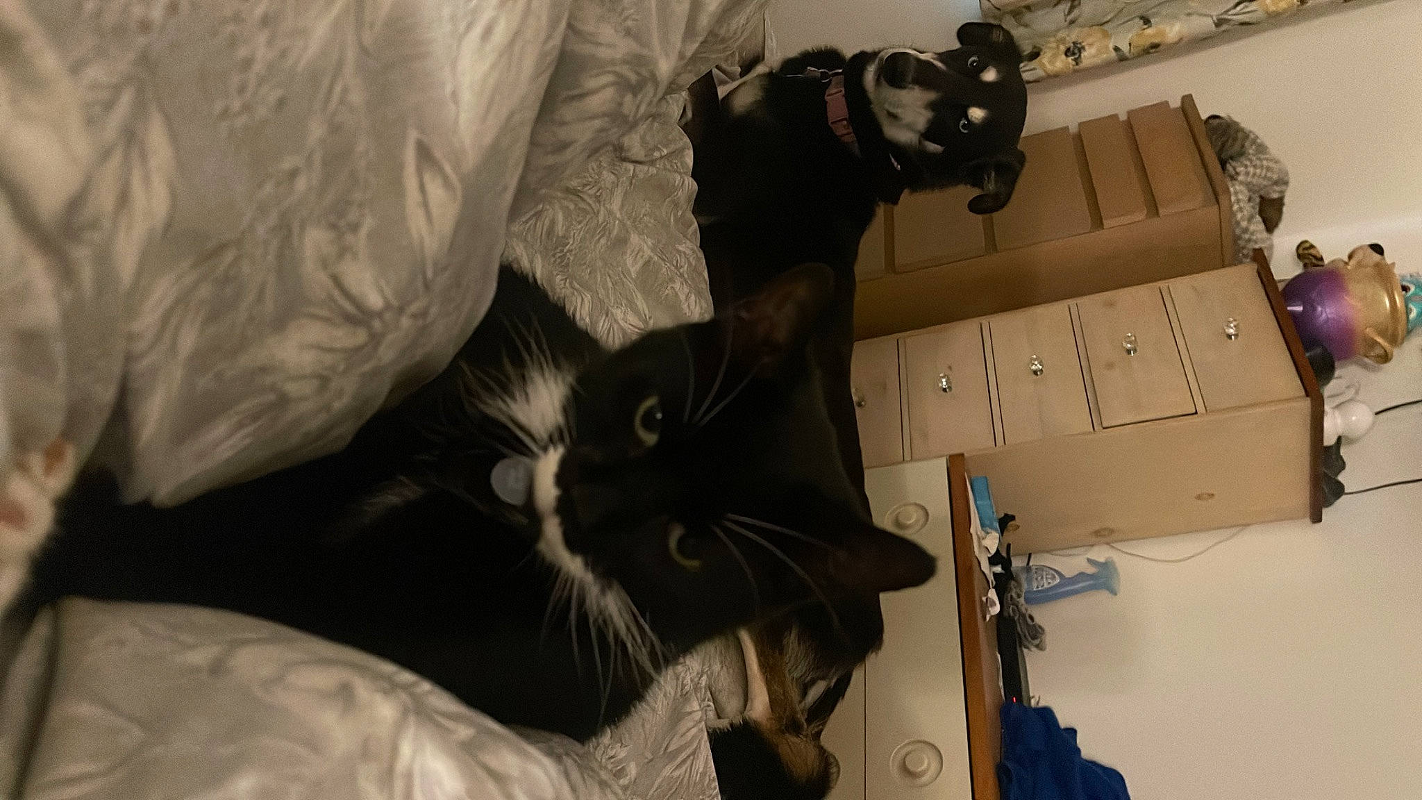 Ernie joined the competition — help win amazing prizes! black_cat, box, cardboard, carnivore, carton, cat, comfort, domestic_short_haired_cat, drawer, eyewear, felidae, fur, office_equipment, office_supplies, room, shipping_box, small_to_medium_sized_cats, tail, whiskers, wood