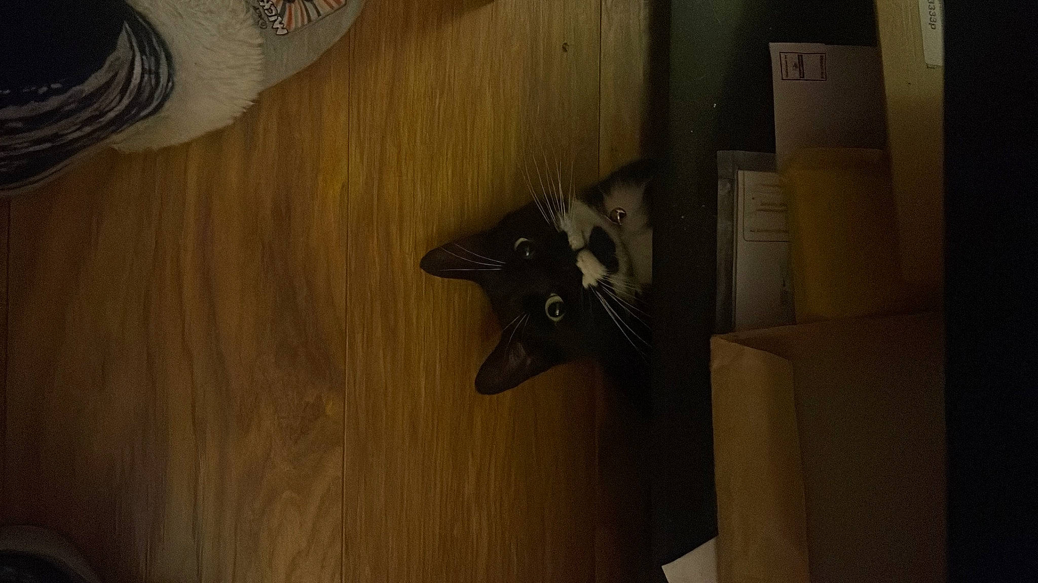 Ernie is registered to the contest to win money with this photo: box, brown, cardboard, carnivore, carton, cat, door, felidae, flooring, hardwood, home_door, pattern, plywood, room, shipping_box, small_to_medium_sized_cats, varnish, wood, wood_flooring, wood_stain