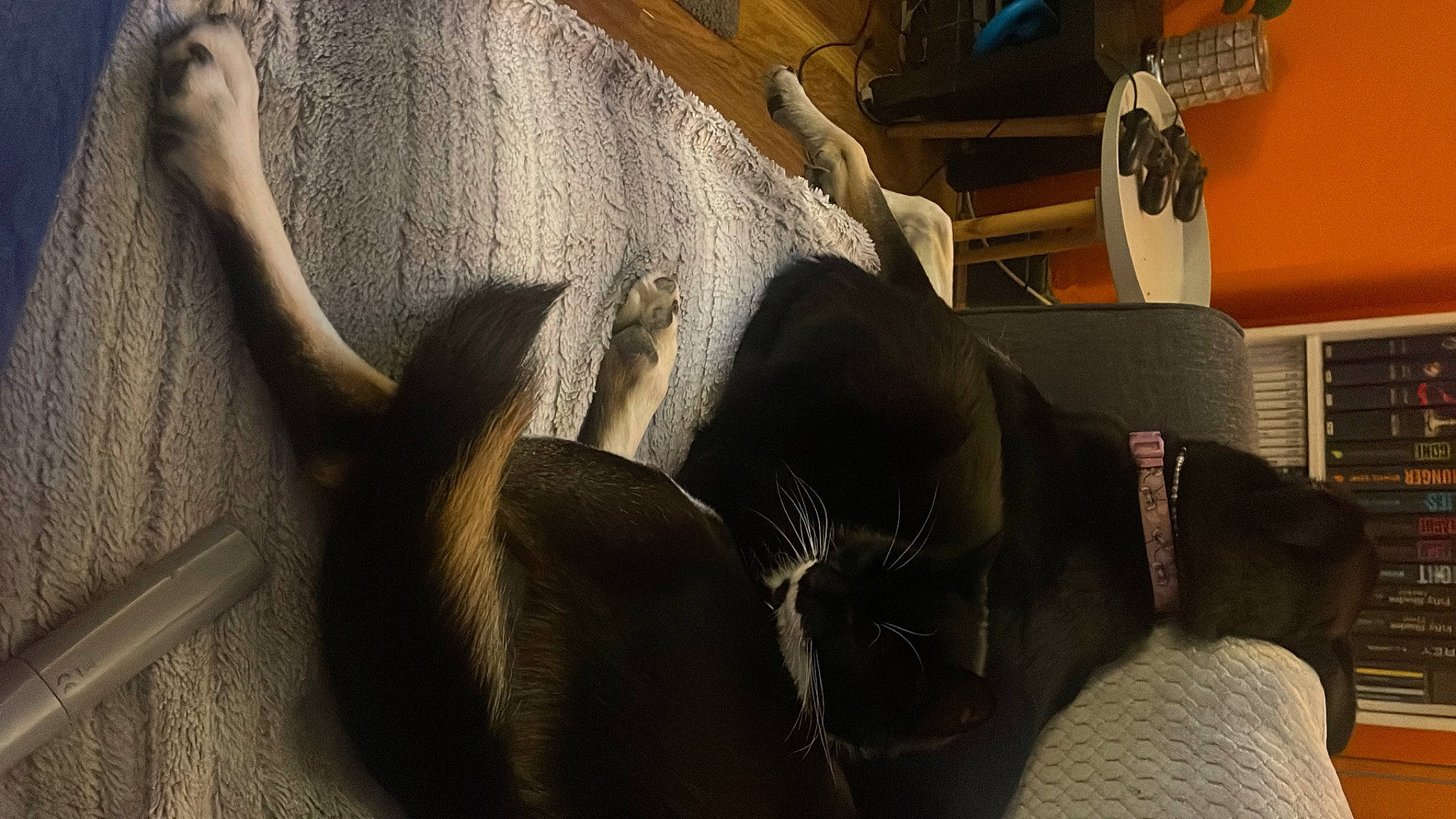 Ernie joined the competition — help win amazing prizes! carnivore, comfort, companion_dog, dog, dog_breed, fawn, felidae, flooring, fur, hardwood, human_leg, room, small_to_medium_sized_cats, sporting_group, tail, terrestrial_animal, tints_and_shades, whiskers, wood, working_animal