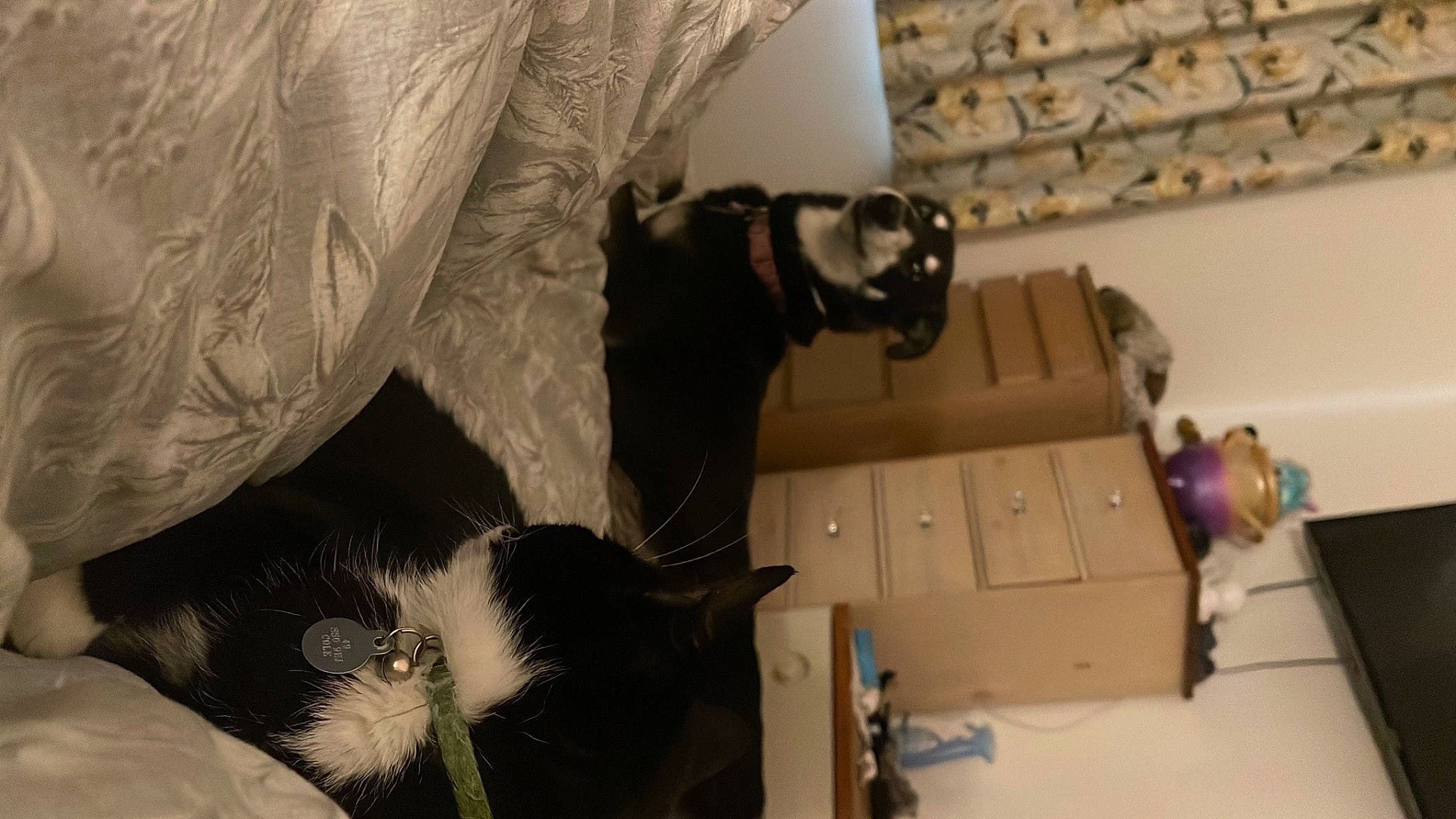 Harley is registered to the contest to win money with this photo: box, cabinetry, cardboard, carnivore, carton, cat, chest_of_drawers, comfort, domestic_short_haired_cat, drawer, felidae, fur, house, room, shipping_box, small_to_medium_sized_cats, tail, toy, whiskers, wood