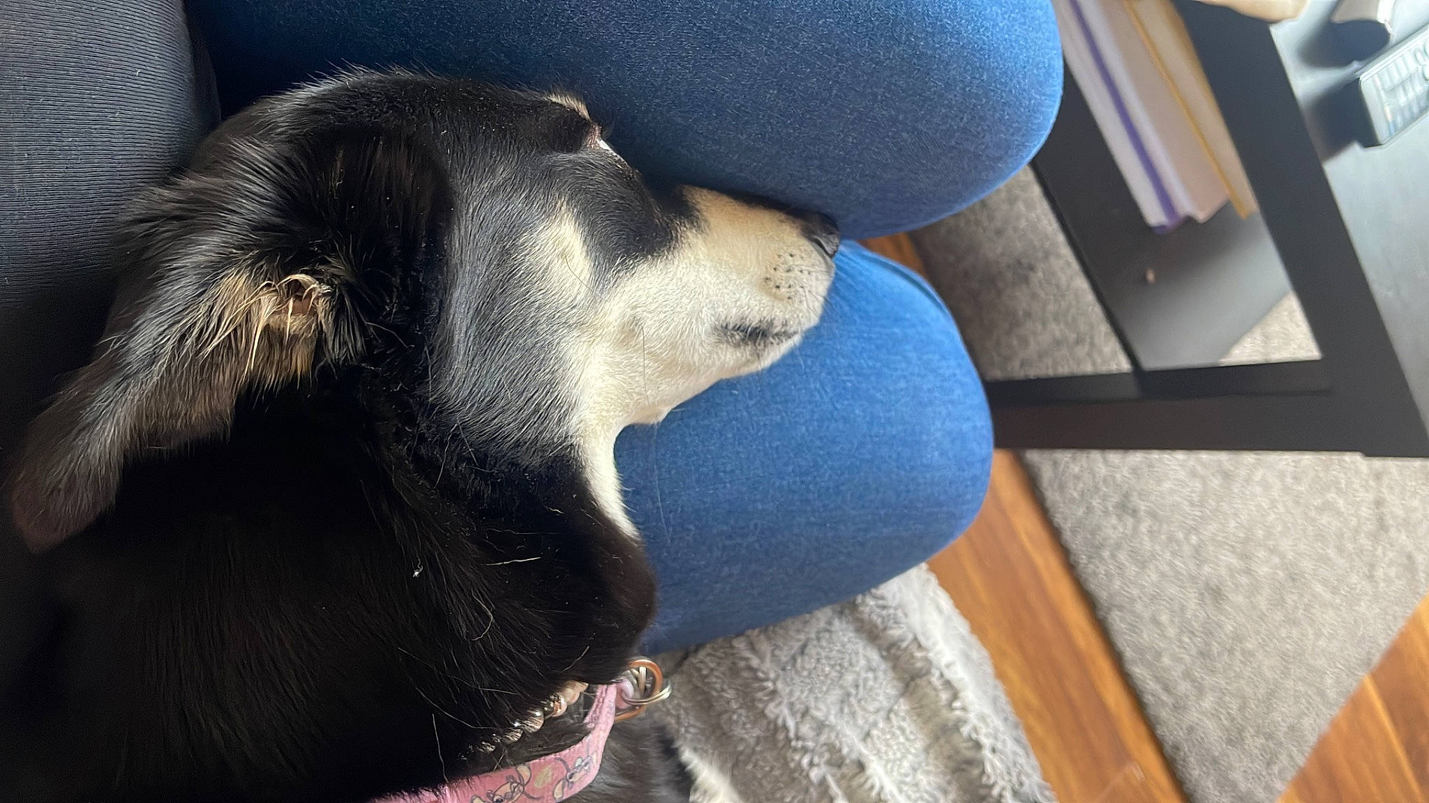 Harley joined the competition — help win amazing prizes! auto_part, automotive_exterior, canidae, car_seat, car_seat_cover, carnivore, comfort, companion_dog, dog, dog_breed, dog_supply, electric_blue, fur, head_restraint, pet_supply, snout, sporting_group, vehicle_door, whiskers, working_animal