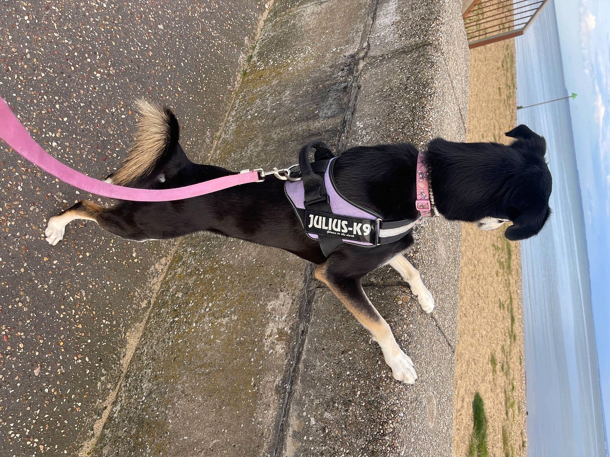 Harley is registered to the contest to win money with this photo: canidae, carnivore, collar, companion_dog, dog, dog_breed, dog_collar, dog_supply, eyewear, fashion_accessory, fawn, human_leg, leash, magenta, pet_supply, road_surface, snout, sportswear, tail, thigh