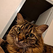 Nina a rejoint le concours — aidez-le/la à gagner de superbes lots ! cat, tabby, close_up, indoor, feline, pet, whiskers, fur, eyes, domestic_animal, animal, curious, face, ears, portrait, mammal, cute, house, door, cozy