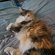 Lola a rejoint le concours — aidez-le/la à gagner de superbes lots ! cat, fluffy, bed, bedding, blue, gray, fur, relaxed, pet, animal, indoor, resting, cute, feline, whiskers, paws, comfort, sleepy, home, cozy