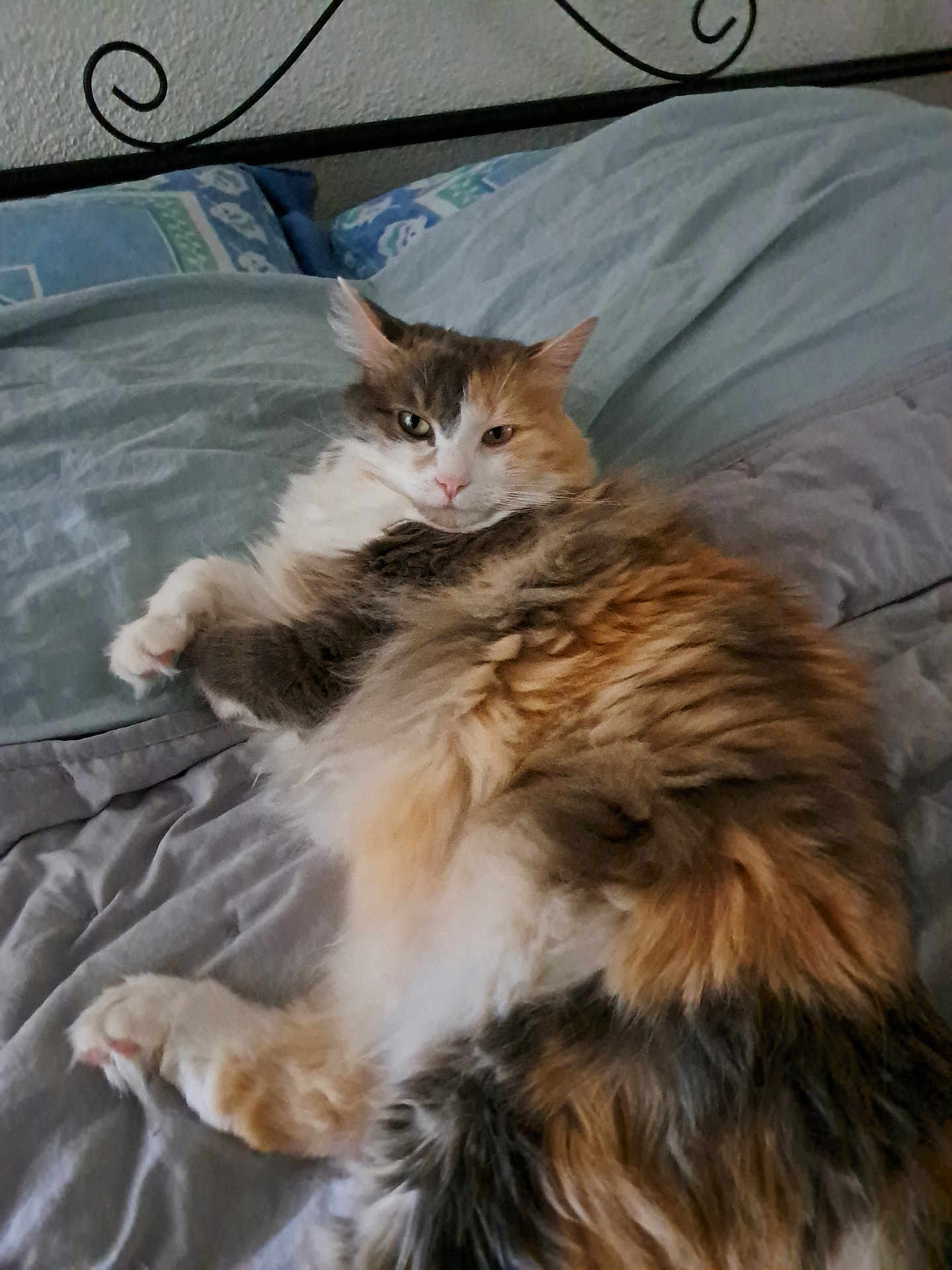 Lola