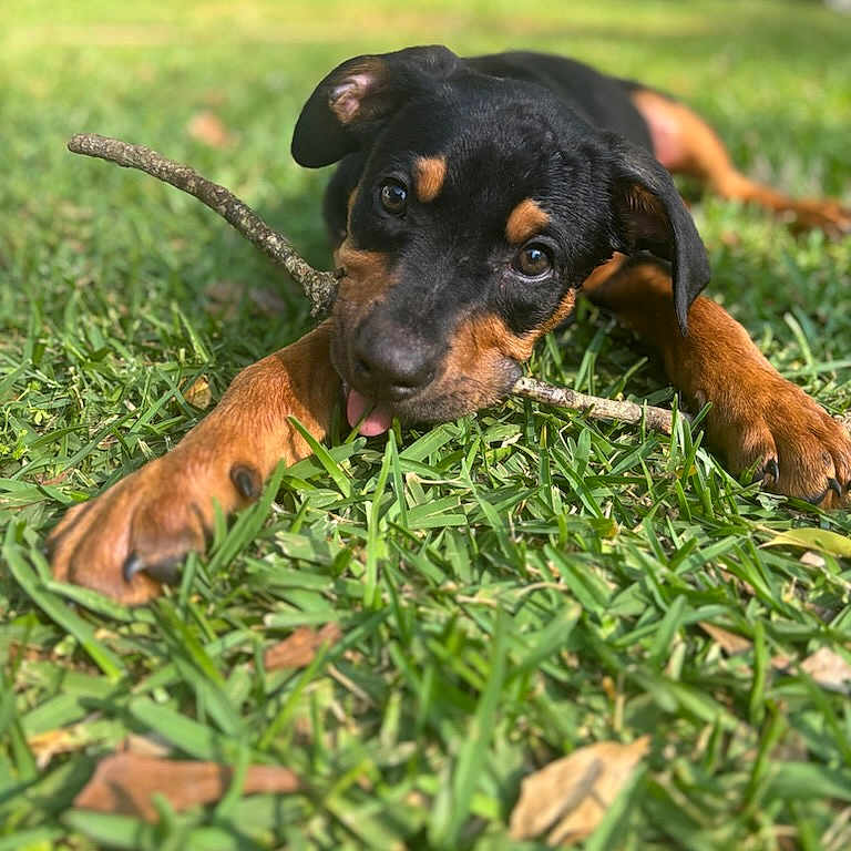 Otis joined the competition — help win amazing prizes! animal, ball, canine, dog, field, grass, grassland, green, hound, lawn, nature, outdoors, pet, plant, puppy, sport, tennis, tennisball, vegetation, yard