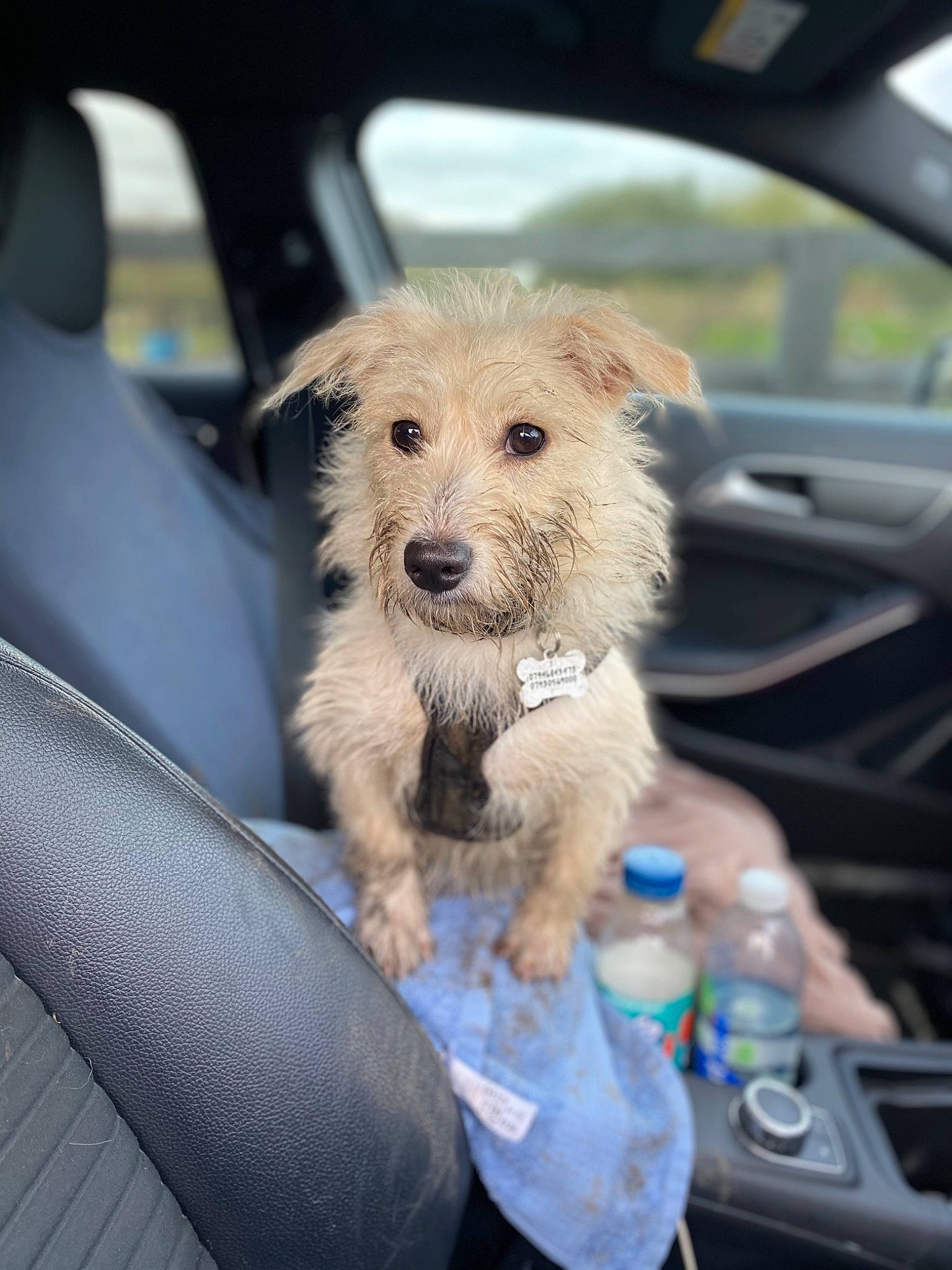 Pickles is registered to the contest to win money with this photo: automotive_mirror, automotive_side_view_mirror, automotive_window_part, bottle, canidae, car_seat, carnivore, collar, companion_dog, dog, dog_breed, glass, plastic_bottle, rear_view_mirror, small_terrier, snout, terrier, vehicle_door, water_bottle, windshield