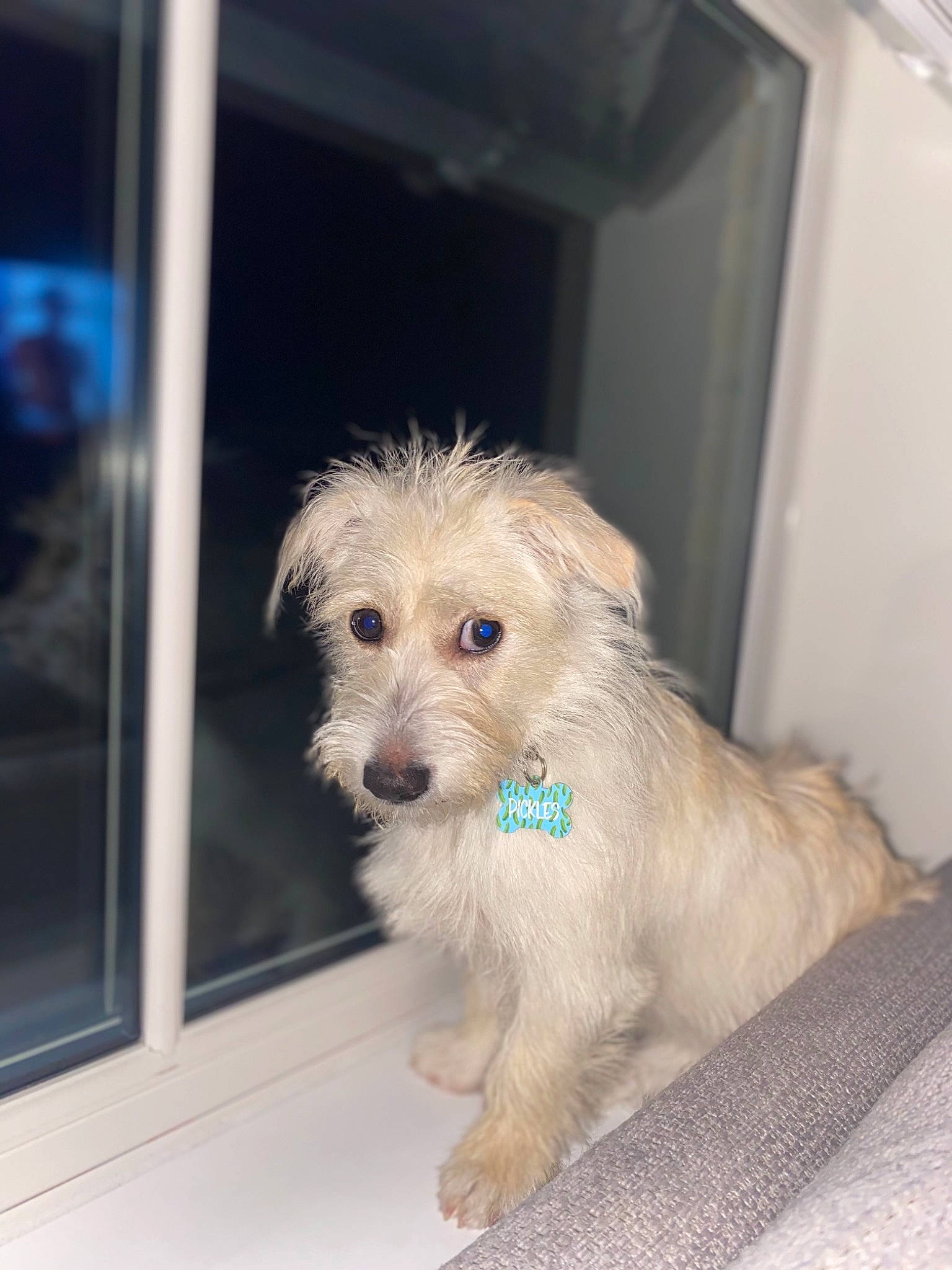 Pickles is registered to the contest to win money with this photo: canidae, carnivore, companion_dog, dog, dog_breed, fawn, fur, pet_supply, puppy, small_terrier, snout, sporting_group, terrier, toy_dog, working_animal, working_dog