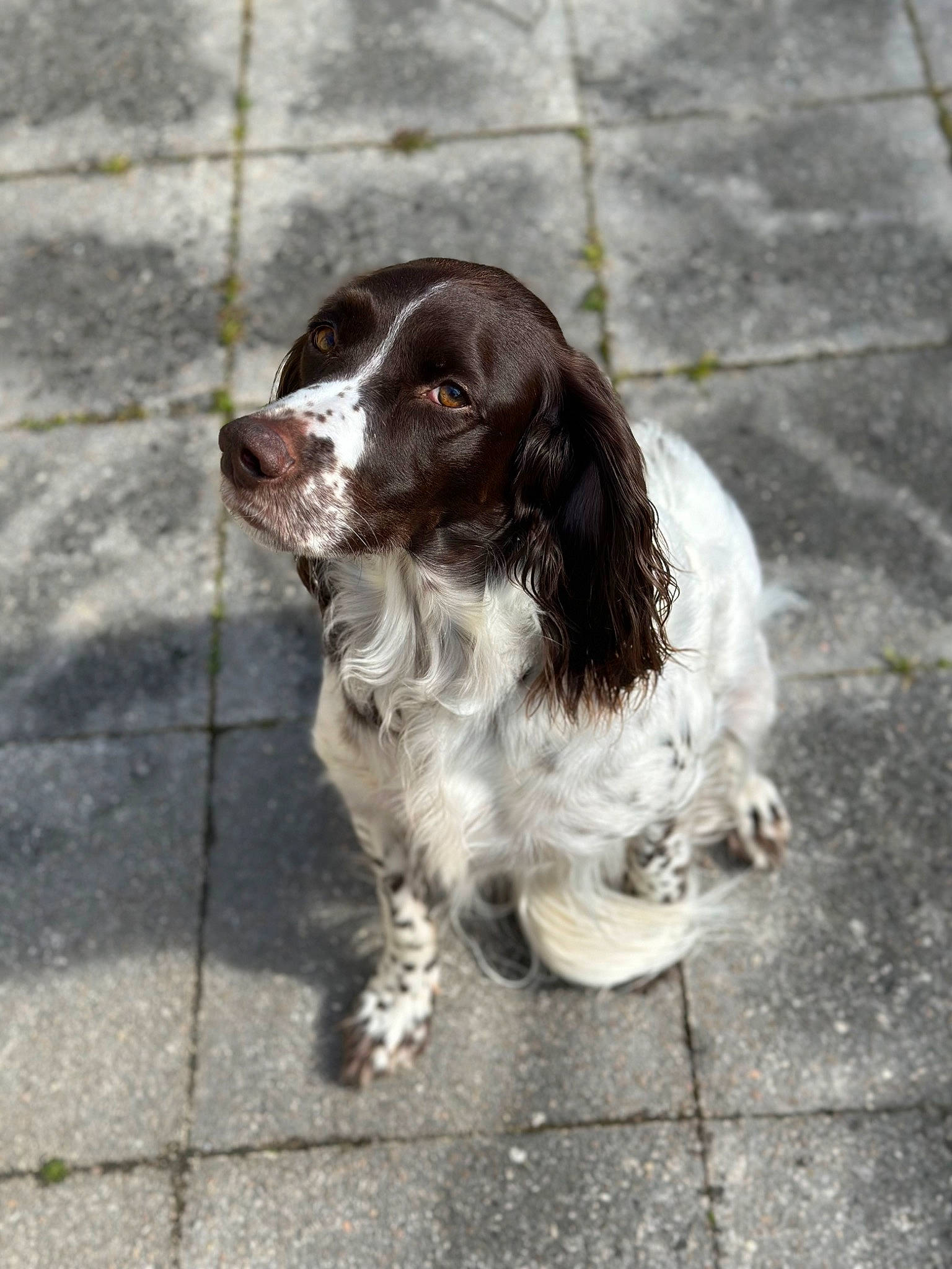 Maya a rejoint le concours — aidez-le/la à gagner de superbes lots ! carnivore, cocker_spaniel, companion_dog, dog, dog_breed, dog_collar, french_spaniel, fur, gun_dog, king_charles_spaniel, liver, road_surface, russian_spaniel, snout, spaniel, sporting_group