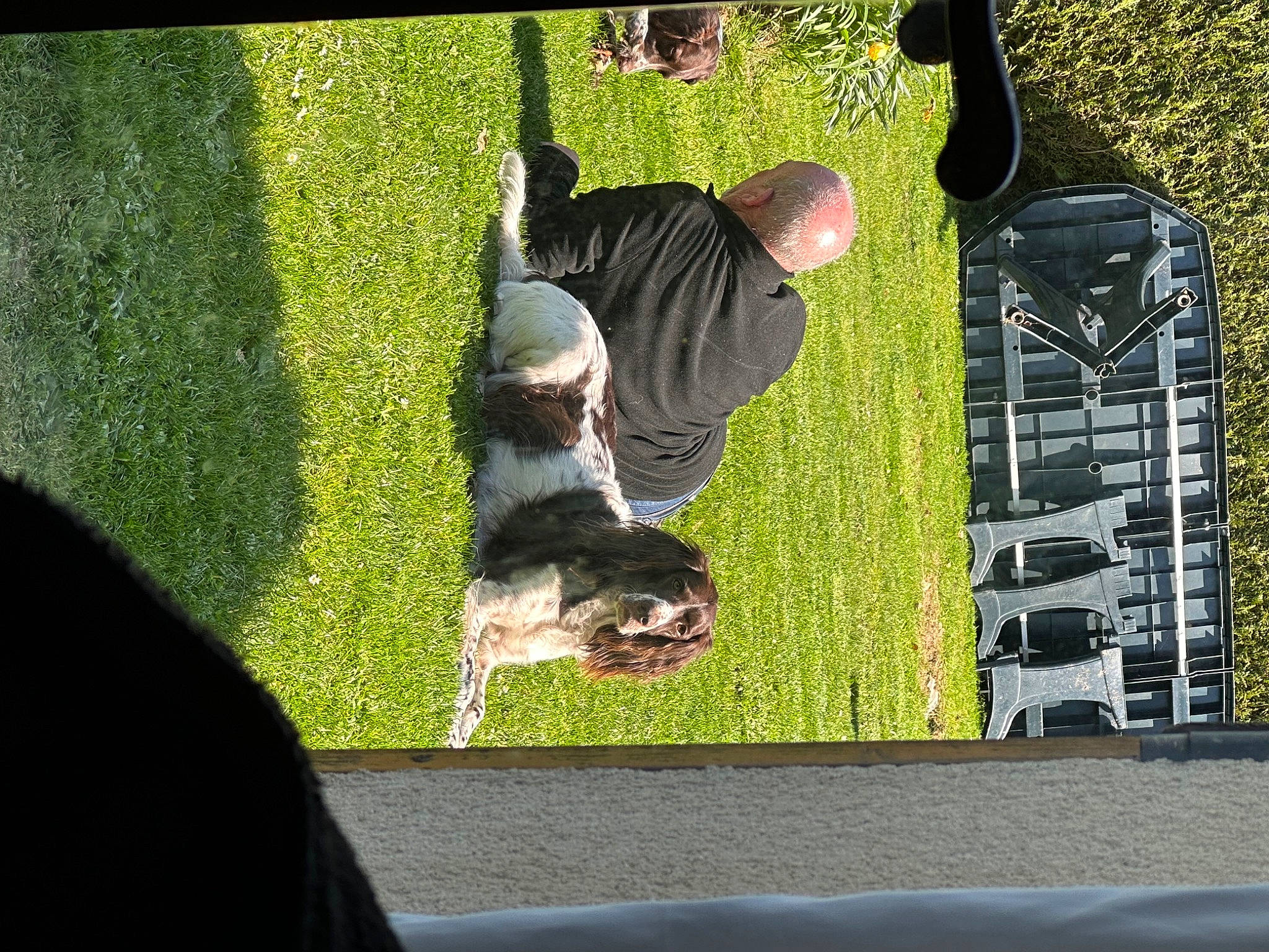 Maya a rejoint le concours — aidez-le/la à gagner de superbes lots ! canidae, carnivore, companion_dog, dog_breed, fun, grass, lawn, leisure, plant, sporting_group, tail, tree, window, yard