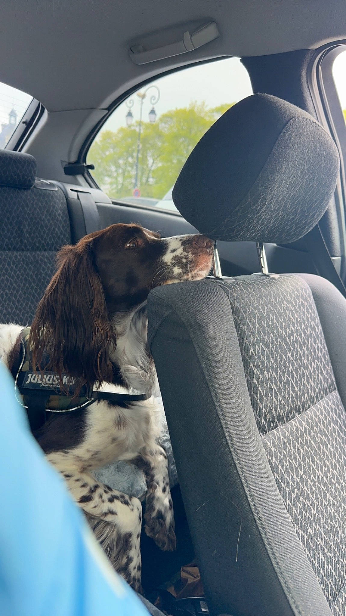 Maya a rejoint le concours — aidez-le/la à gagner de superbes lots ! auto_part, automotive_design, automotive_exterior, car, car_seat, car_seat_cover, carnivore, comfort, companion_dog, dog, dog_breed, fender, head_restraint, motor_vehicle, seat_belt, steering_part, tints_and_shades, vehicle, vehicle_door, window