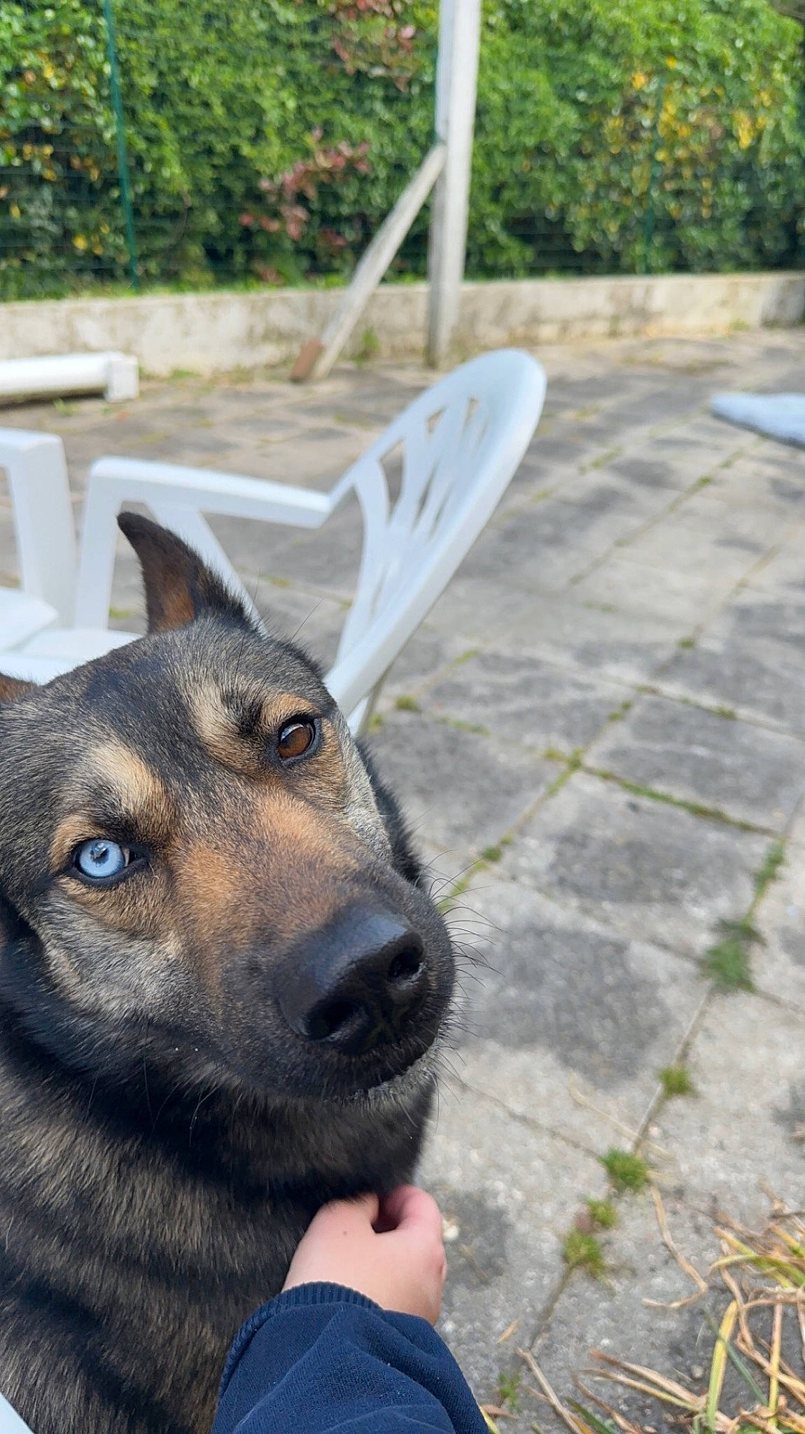 Everest a rejoint le concours — aidez-le/la à gagner de superbes lots ! art, automotive_wheel_system, carnivore, dog, dog_breed, east_european_shepherd, fawn, fur, german_shepherd_dog, grass, king_shepherd, photograph, plant, road_surface, snout, tail, terrestrial_animal, whiskers, wood, working_animal