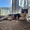 Princess joined the competition — help win amazing prizes! backlight, balcony_table, bell, calico, carpet, cat, collar, green_eyes, indoor, lounging, mat, paw, pet, portrait, relaxed, shadow, sunlight, vertical_blinds, whiskers, window