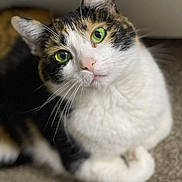 Princess is registered to the contest to win money with this photo: animal, black_fur, brown_fur, calico, carpet, cat, close_up, cute, ear, fur, green_eyes, indoor, looking_up, mammal, nose, paws, pet, portrait, whiskers, white_fur