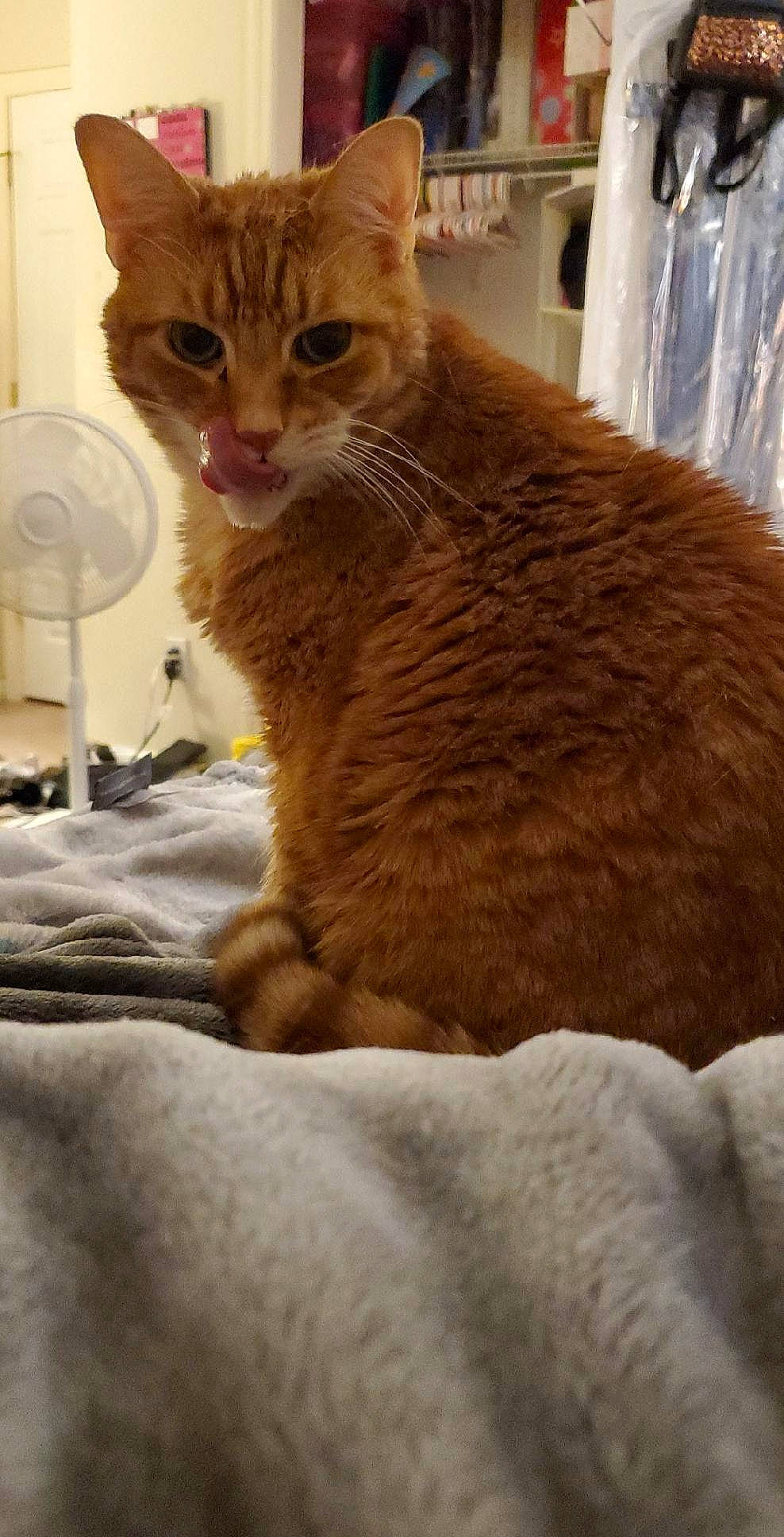 Elton is registered to the contest to win money with this photo: carnivore, cat, cat_supply, claw, comfort, domestic_short_haired_cat, eye, fawn, felidae, fur, lamp, pet_supply, plastic_bag, small_to_medium_sized_cats, snout, tail, terrestrial_animal, whiskers, window