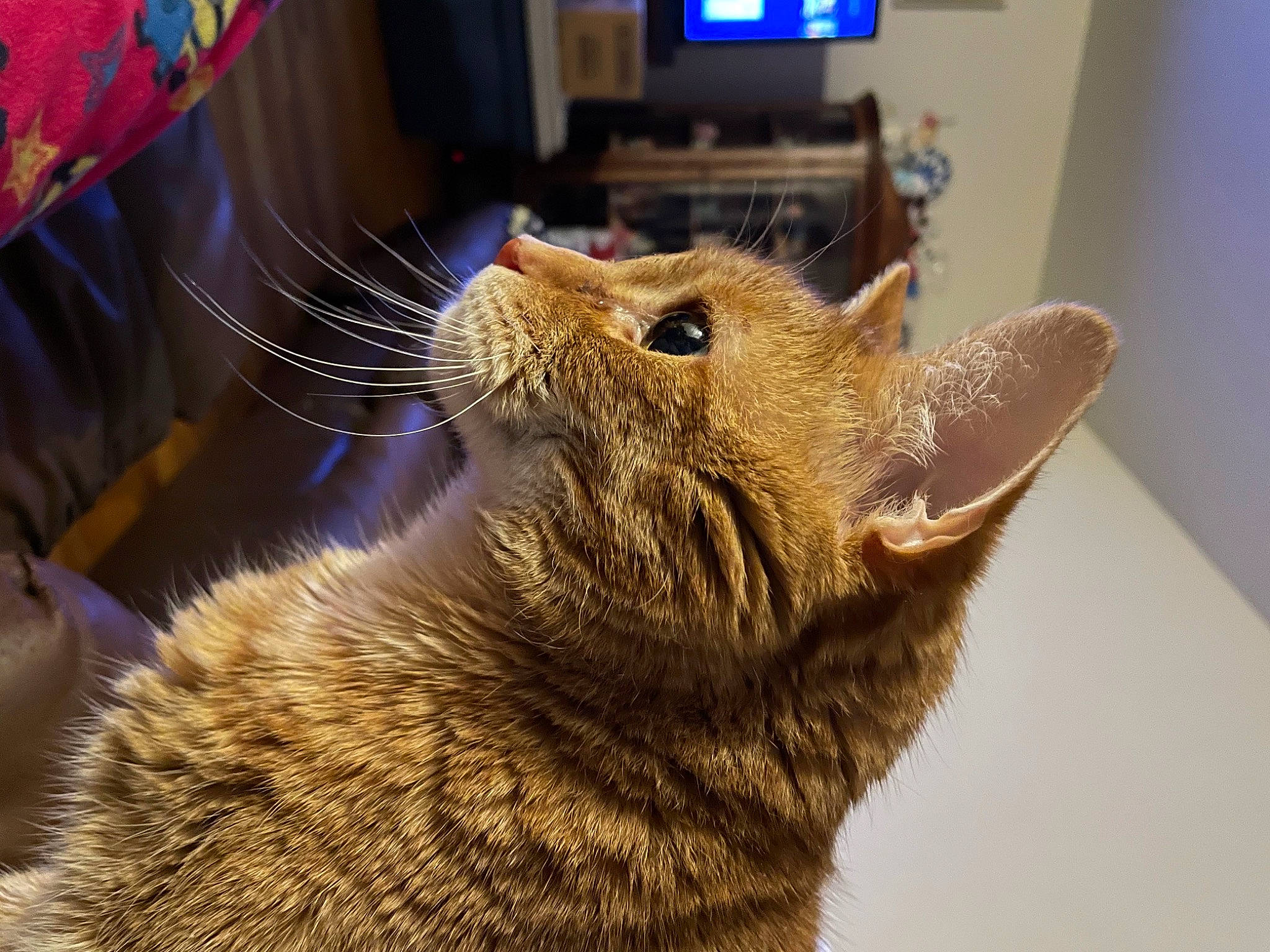 Elton joined the competition — help win amazing prizes! black_cat, carnivore, cat, chartreux, claw, domestic_short_haired_cat, fawn, felidae, fur, nap, paw, pet_supply, small_to_medium_sized_cats, snout, tail, terrestrial_animal, whiskers, wildlife, wood