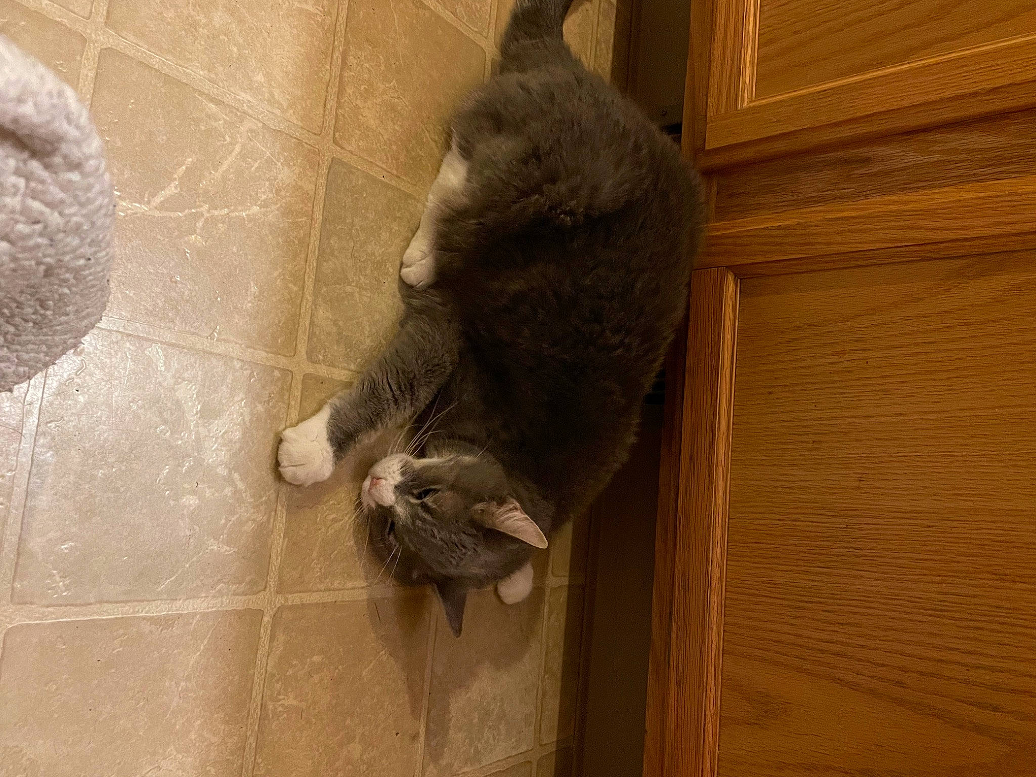 Casey is registered to the contest to win money with this photo: carnivore, cat, claw, dog_breed, domestic_short_haired_cat, fawn, felidae, floor, flooring, fur, grey, hardwood, human_leg, small_to_medium_sized_cats, sporting_group, tail, whiskers, wood, wood_flooring, wood_stain