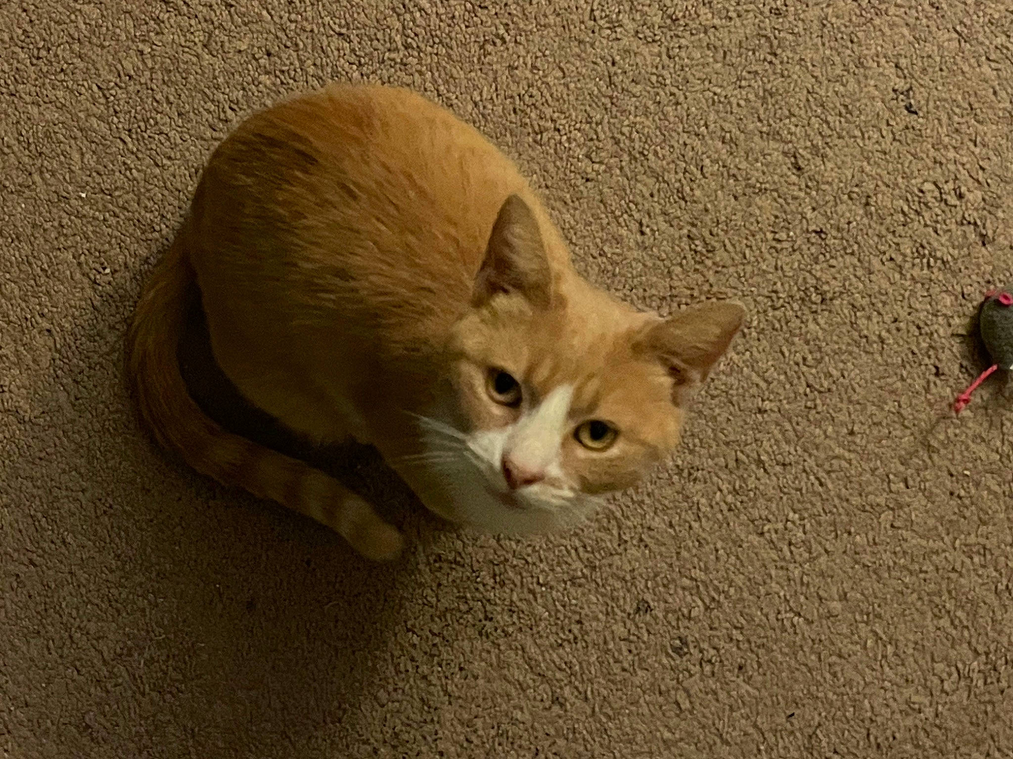 Marnie is registered to the contest to win money with this photo: canidae, carnivore, cat, claw, comfort, domestic_short_haired_cat, eye, fawn, felidae, fur, paw, sand, shadow, small_to_medium_sized_cats, tail, terrestrial_animal, whiskers, wildlife, window, wood