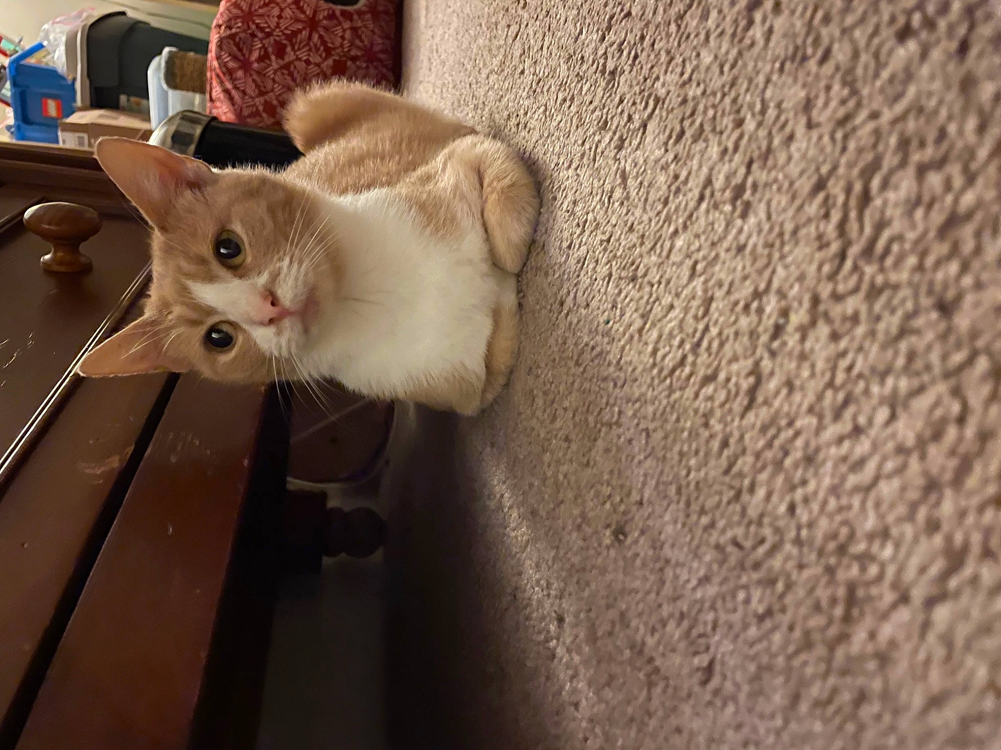 Marnie joined the competition — help win amazing prizes! carnivore, cat, claw, domestic_short_haired_cat, fawn, felidae, flooring, fur, paw, small_to_medium_sized_cats, snout, tail, whiskers, wood