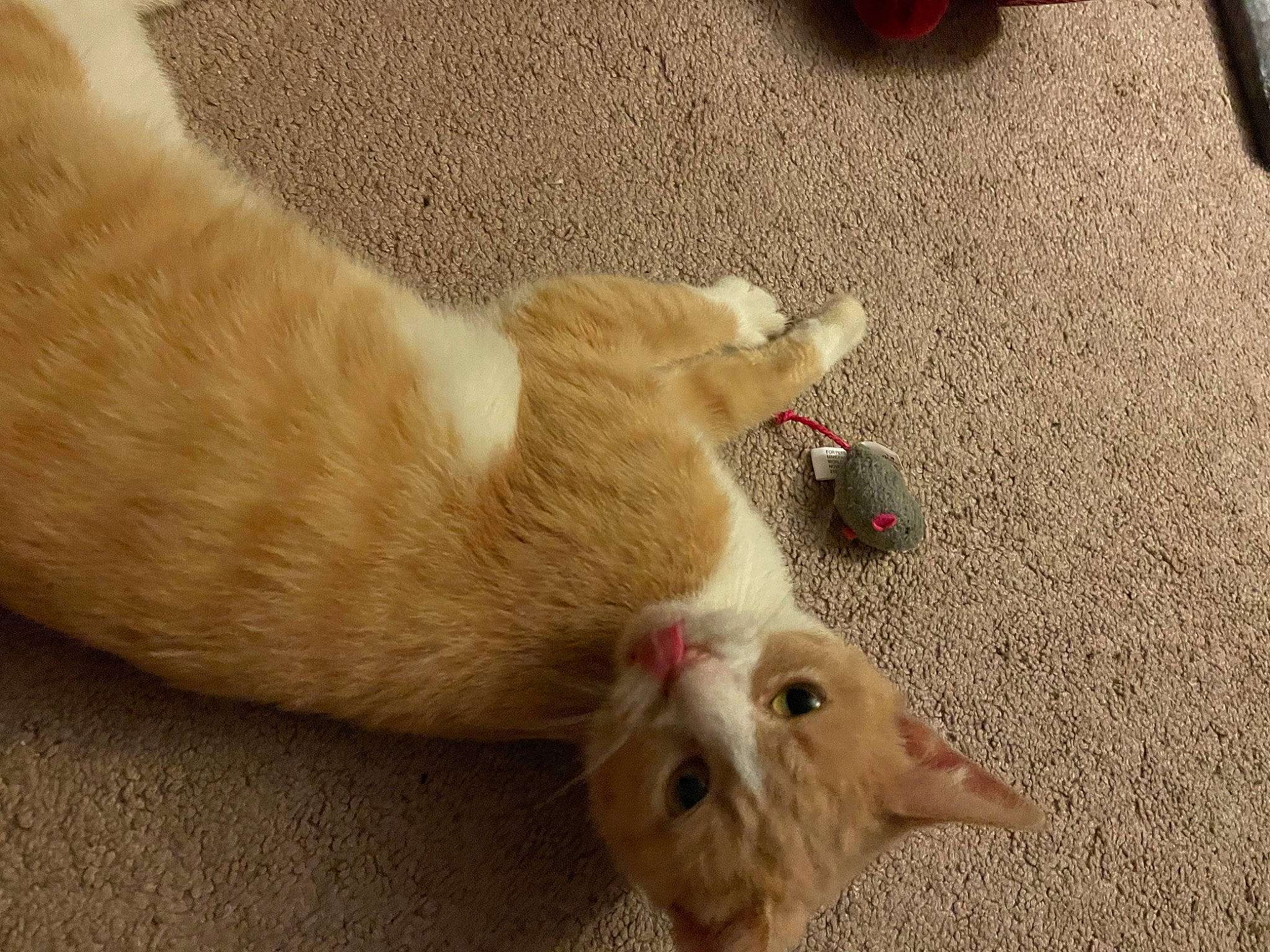 Marnie joined the competition — help win amazing prizes! asphalt, canidae, carnivore, cat, chicken, comb, comfort, dog_breed, fawn, felidae, flooring, fur, paw, road_surface, sand, small_to_medium_sized_cats, snout, sporting_group, tail, whiskers