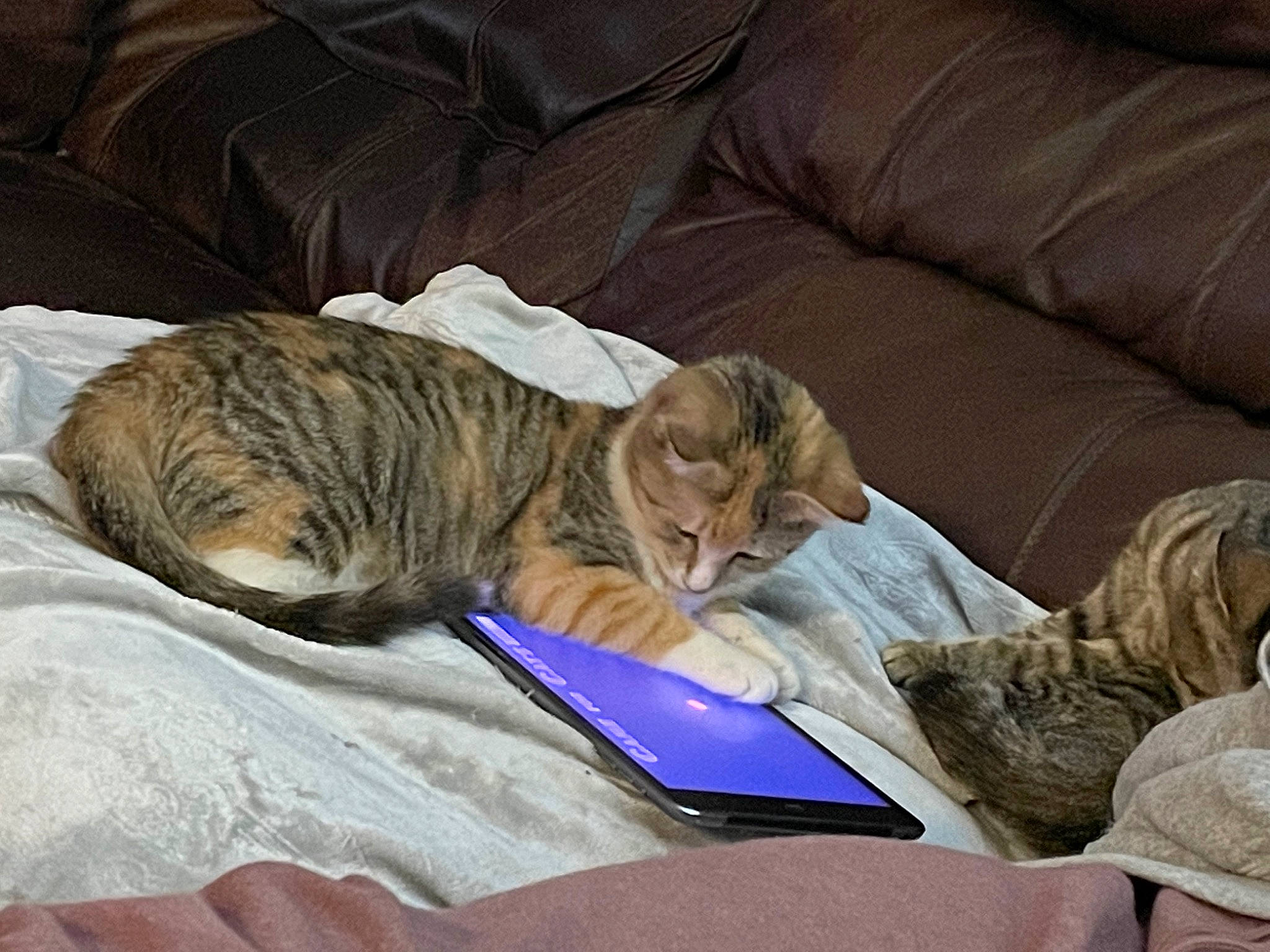 Wilma joined the competition — help win amazing prizes! carnivore, cat, claw, comfort, couch, domestic_short_haired_cat, fawn, felidae, fur, linens, mammal, nap, paw, sleep, small_to_medium_sized_cats, tail, whiskers