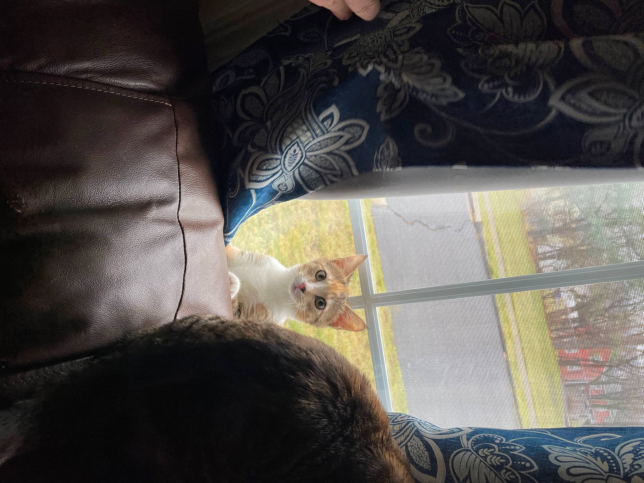 Wilma joined the competition — help win amazing prizes! bedding, carnivore, cat, claw, comfort, companion_dog, couch, domestic_short_haired_cat, fawn, felidae, fur, human_leg, linens, paw, small_to_medium_sized_cats, tail, textile, tints_and_shades, vehicle_door, whiskers