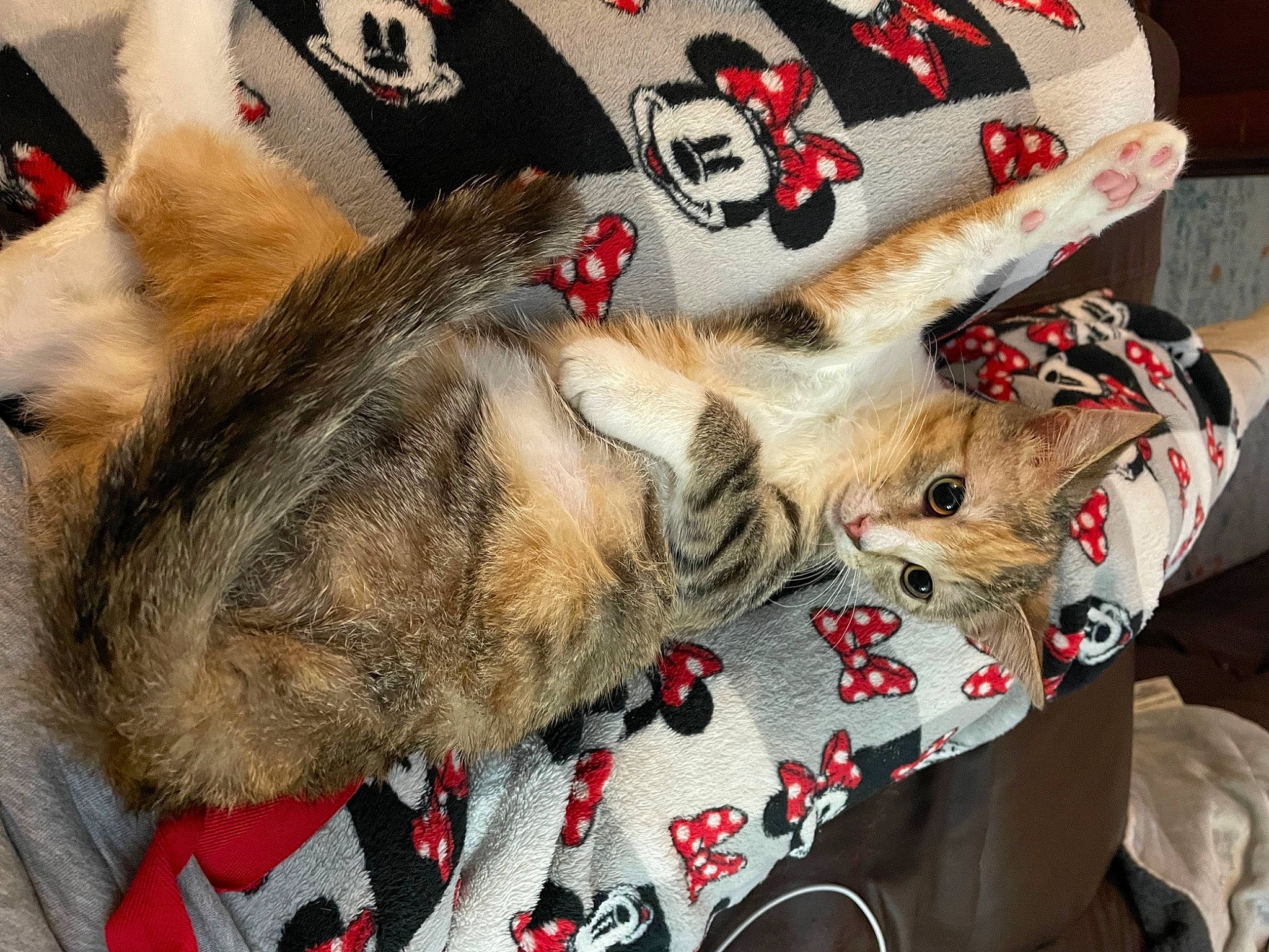 Wilma joined the competition — help win amazing prizes! canidae, carmine, carnivore, cat, claw, comfort, companion_dog, dog_breed, domestic_short_haired_cat, fawn, felidae, fur, linens, nap, pattern, paw, small_to_medium_sized_cats, tail, whiskers