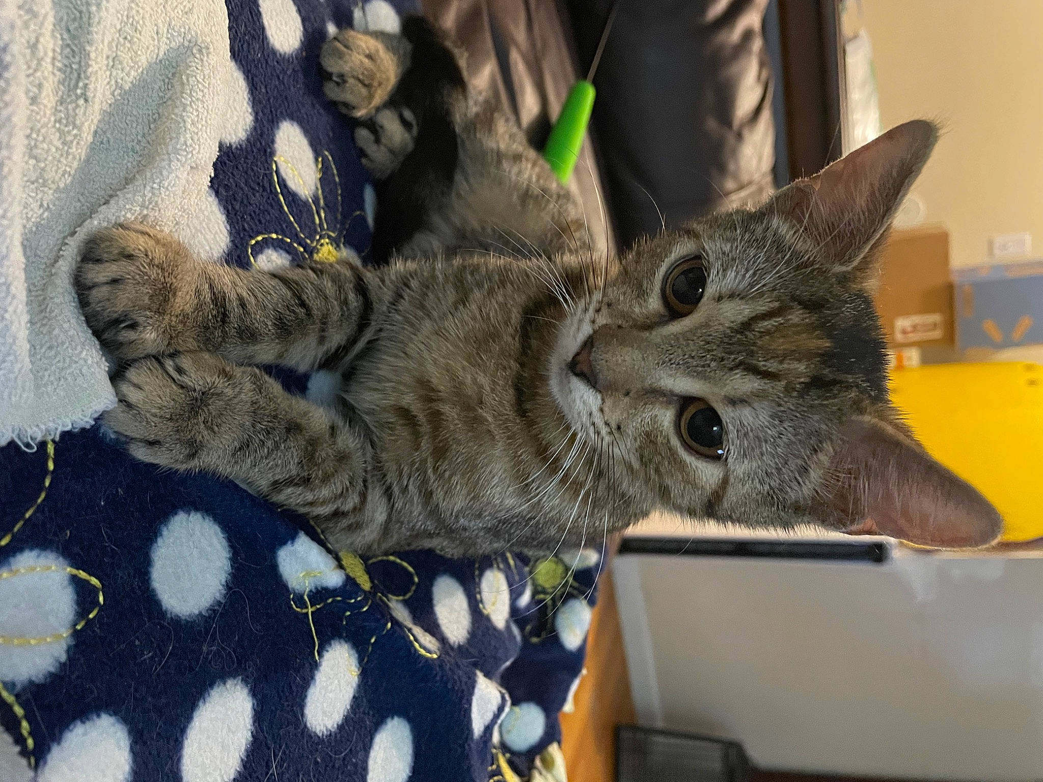 Whitney joined the competition — help win amazing prizes! carnivore, cat, claw, comfort, domestic_short_haired_cat, felidae, fur, gesture, grey, linens, pattern, paw, plaid, small_to_medium_sized_cats, snout, tail, tartan, whiskers