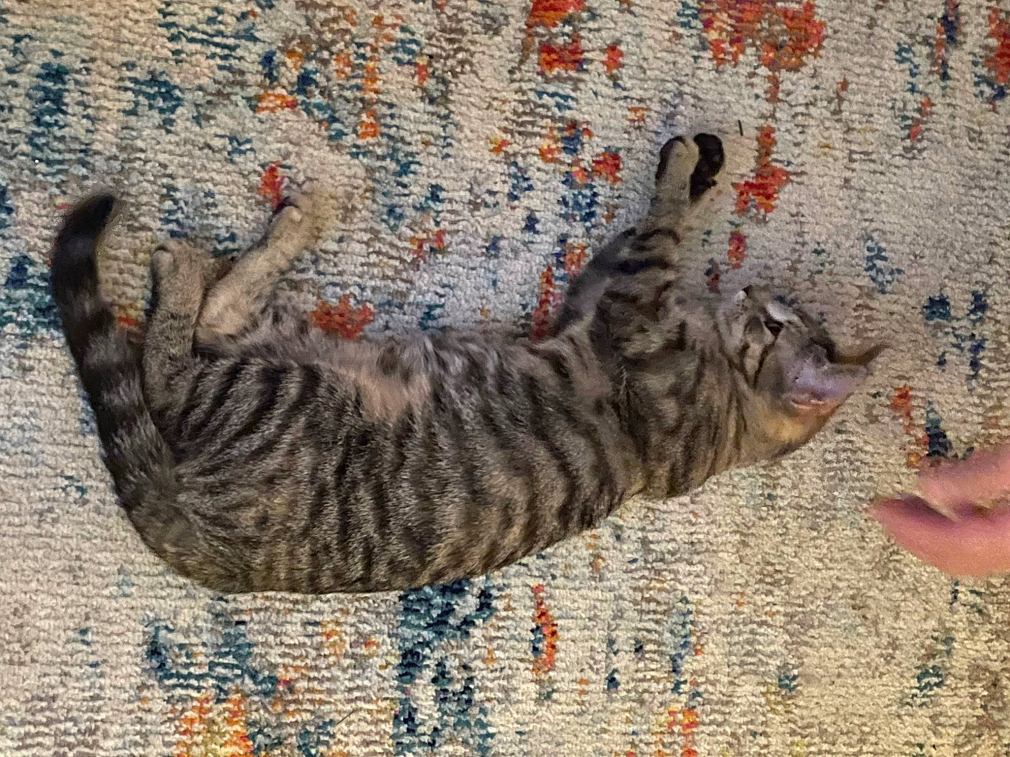 Whitney joined the competition — help win amazing prizes! carnivore, cat, claw, domestic_short_haired_cat, fawn, felidae, fur, grey, mammal, military_camouflage, pattern, paw, plant, small_to_medium_sized_cats, snout, tail, tree, water, whiskers, wood