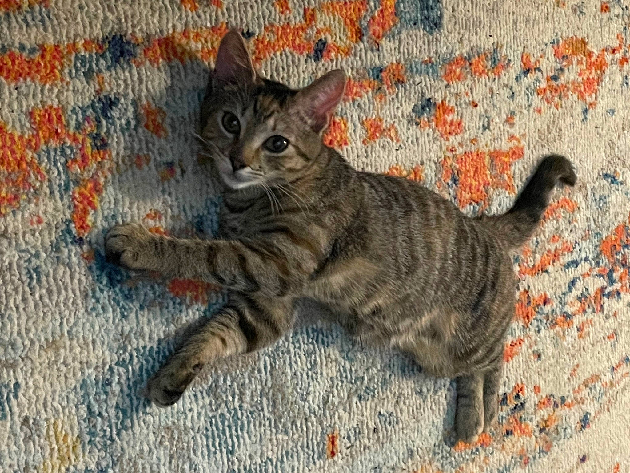 Whitney joined the competition — help win amazing prizes! carnivore, cat, claw, domestic_short_haired_cat, fawn, felidae, fur, paw, road_surface, sitting, small_to_medium_sized_cats, snout, tail, terrestrial_animal, tree, whiskers, wildlife