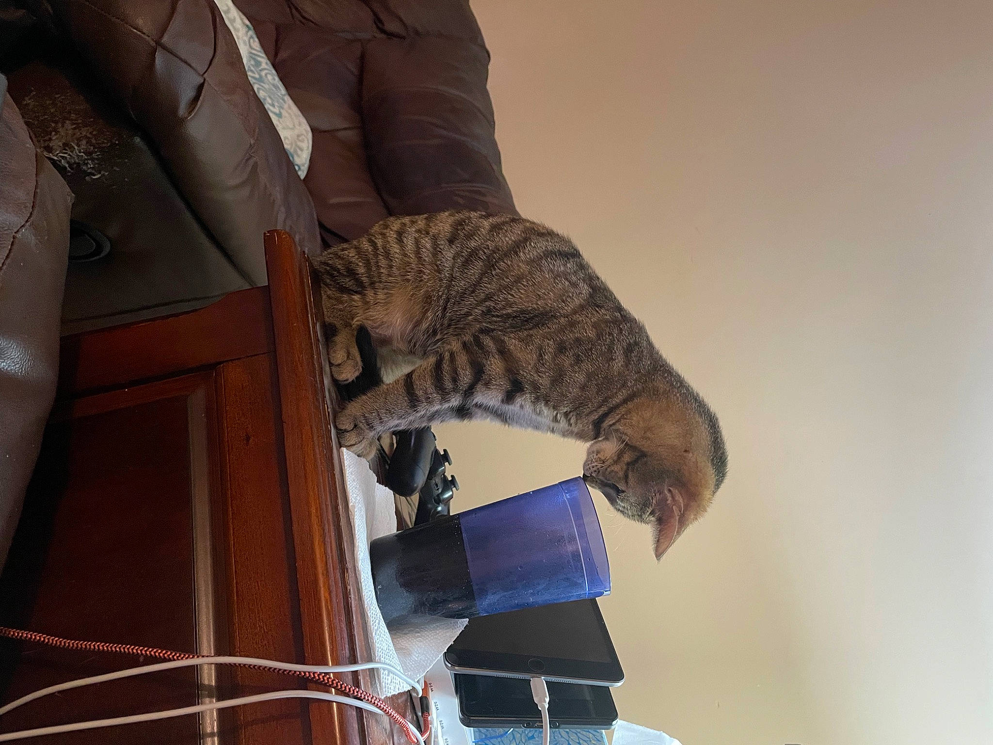 Whitney is registered to the contest to win money with this photo: building, carnivore, cat, ceiling, comfort, domestic_short_haired_cat, felidae, fur, hat, pattern, room, rope, sculpture, shelf, small_to_medium_sized_cats, tail, tree, vertebrate, whiskers, wood