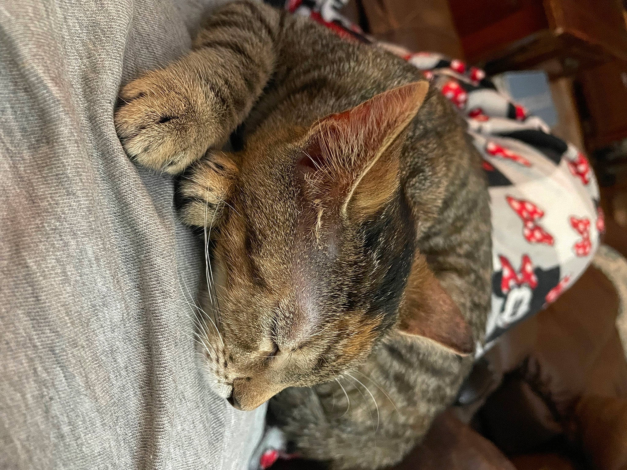 Whitney is registered to the contest to win money with this photo: canidae, carnivore, cat, claw, comfort, dog_breed, domestic_short_haired_cat, ear, fawn, felidae, fur, small_to_medium_sized_cats, snout, sporting_group, tail, terrestrial_animal, whiskers, wildlife, wood, wool